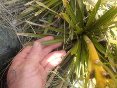Aciphylla kirkii