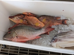 Lachnolaimus maximus