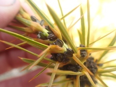 Aciphylla kirkii
