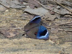 Junonia artaxia