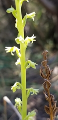 Platanthera cooperi