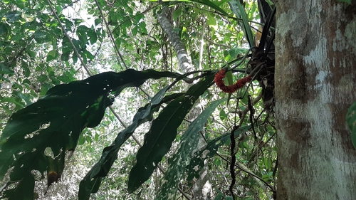 Anthurium upalaense, photograph 6