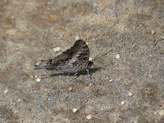Charaxes achaemenes