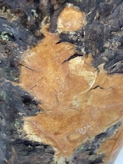 Peniophora incarnata