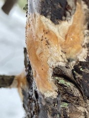 Peniophora incarnata