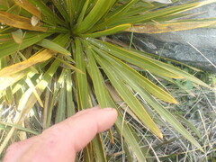 Aciphylla kirkii
