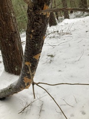 Peniophora incarnata