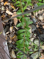 Heteromeles arbutifolia