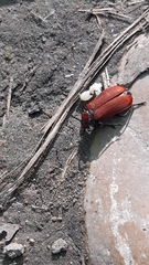 Pyrochroa serraticornis