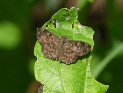 Celaenorrhinini