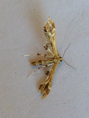Geina periscelidactylus