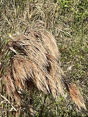 Andropogon tenuispatheus