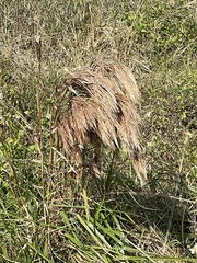 Andropogon tenuispatheus