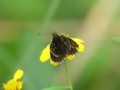 Astictopterus stellata