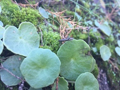 Micrelytra fossularum