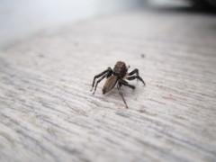 Maratus