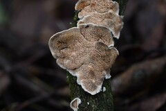 Steccherinum bourdotii