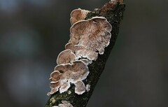 Steccherinum bourdotii