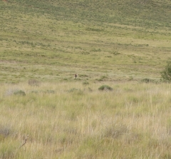 Tragelaphus oryx oryx