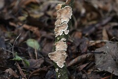 Steccherinum bourdotii