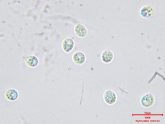 Steccherinum bourdotii