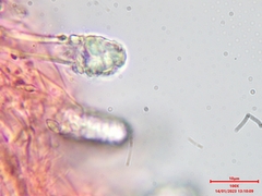 Steccherinum bourdotii