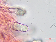 Steccherinum bourdotii