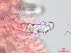 Steccherinum bourdotii