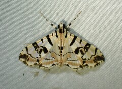 Conchylodes salamisalis