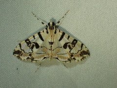 Conchylodes salamisalis