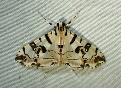 Conchylodes salamisalis
