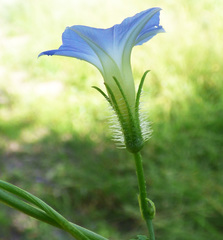 Ipomoea barbatisepala