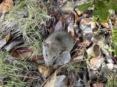 Rattus rattus