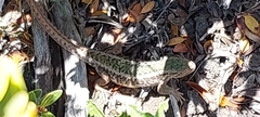 Liolaemus chiliensis