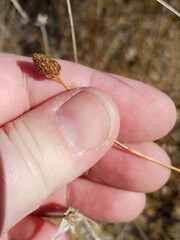 Fuirena scirpoidea