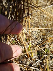 Fuirena scirpoidea