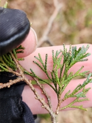 Chamaecyparis thyoides