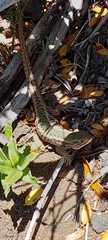 Liolaemus chiliensis