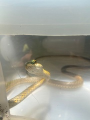 Leptophis ahaetulla marginatus