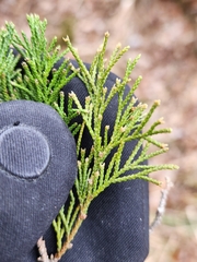 Chamaecyparis thyoides