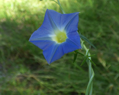 Ipomoea barbatisepala