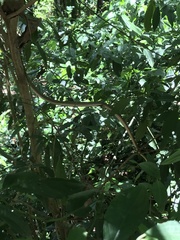 Leptophis ahaetulla marginatus