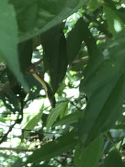 Leptophis ahaetulla marginatus