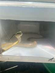Leptophis ahaetulla marginatus