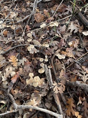 Marasmius albogriseus