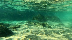 Dicentrarchus labrax