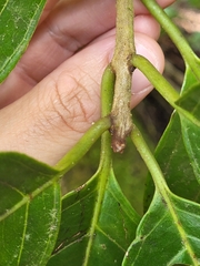 Pisonia roqueae