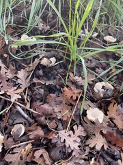 Marasmius albogriseus