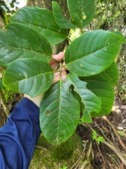 Pisonia roqueae