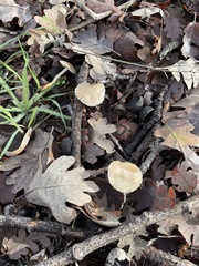 Marasmius albogriseus